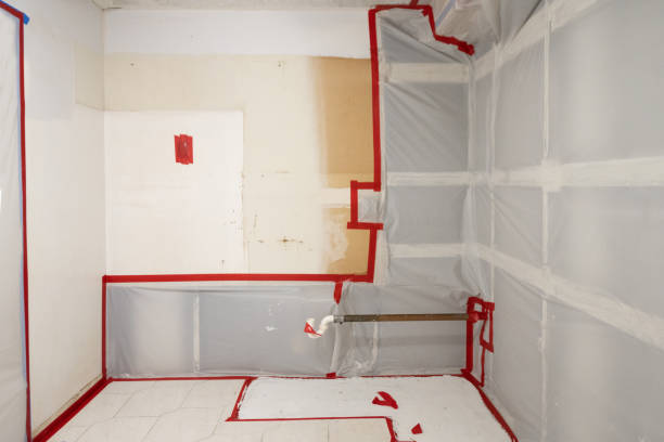 Best Basement Mold Removal  in USA